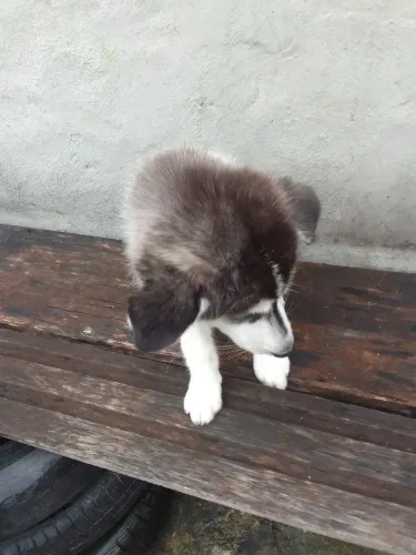 Vendo filhos de hask siberiano com femea