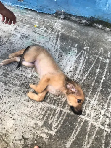 Raça pasto alemão, mãe de outra raça, pronto pra aprender, 3 meses de idade 