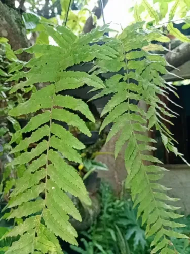 Vendas de flor de