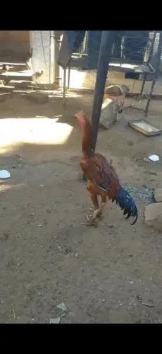 Frangos, frangas e pintinhos indio gigante 