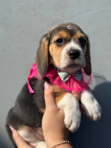 Beagle lindíssima bem fofinha