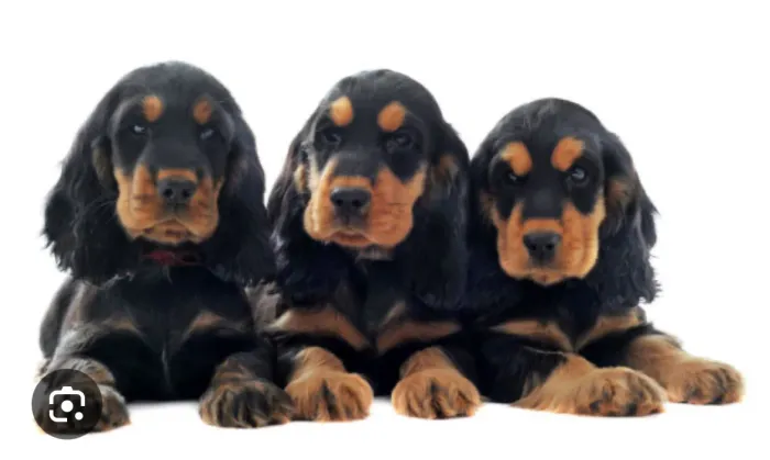 Filhote Cocker Spaniel  Americano 