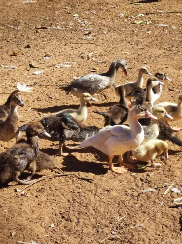 Patos adultos, juvenil e filhotes