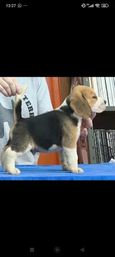 Beagle 