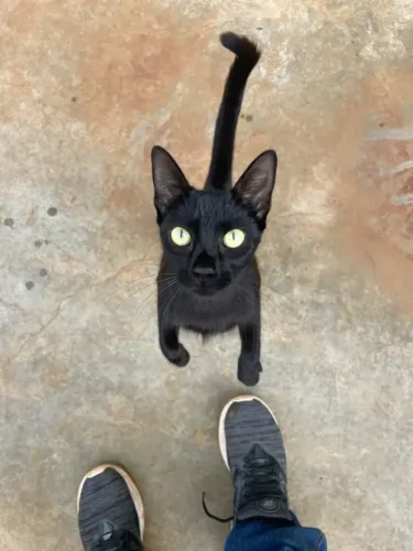 Doação gato fêmea