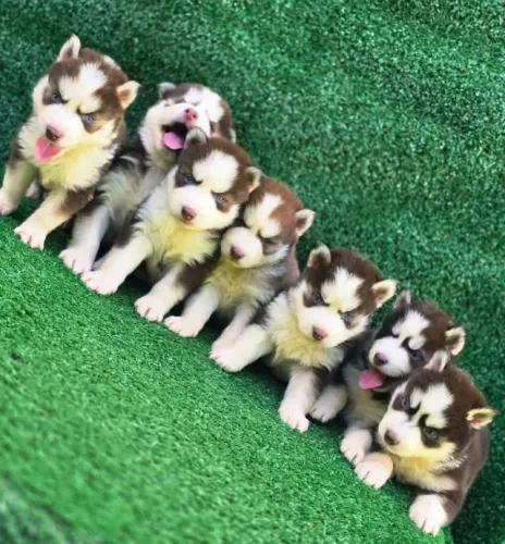 Husky siberiano filhote disponivel