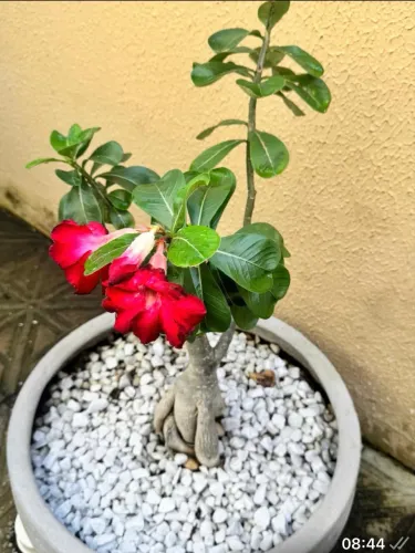 Plantas /  jardinagem e paisagismo