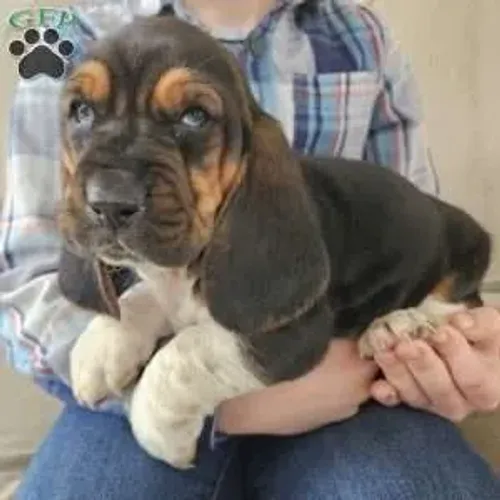Basset Hound orelhudo - charme único