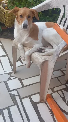 Cachorra vira-lata 