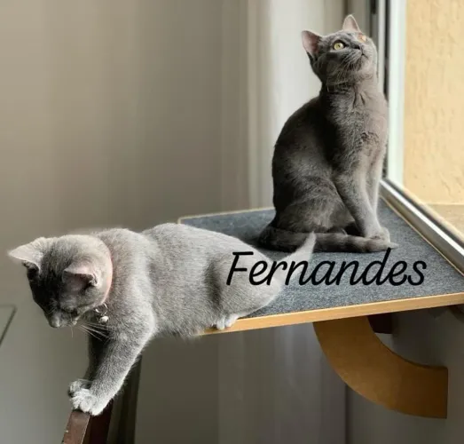 Chartreux Filhotes 