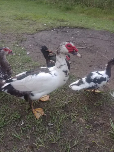 Vendo três pato por 60 pila cada 