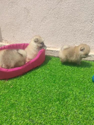 POMERANIA MACHO