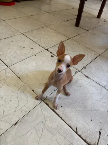Pinscher numero 1, cor mescla