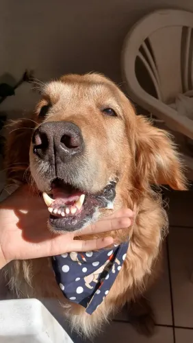 Cachorro, golden retriever 