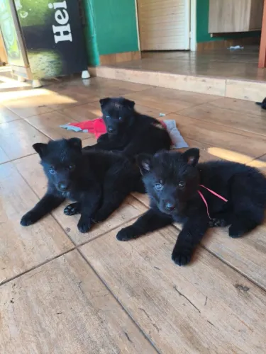 Cães Filhotes Pastor Belga Groenendael 