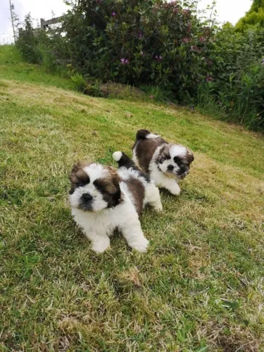 Filhotes de Shih Tzu | Amor que toca o coração.