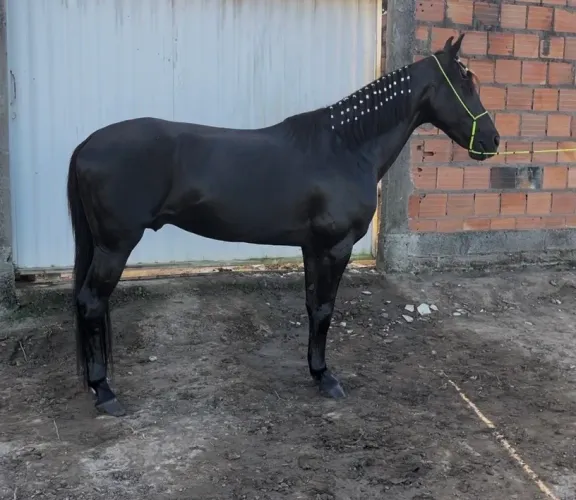 Cavalo Mangalarga Marchador