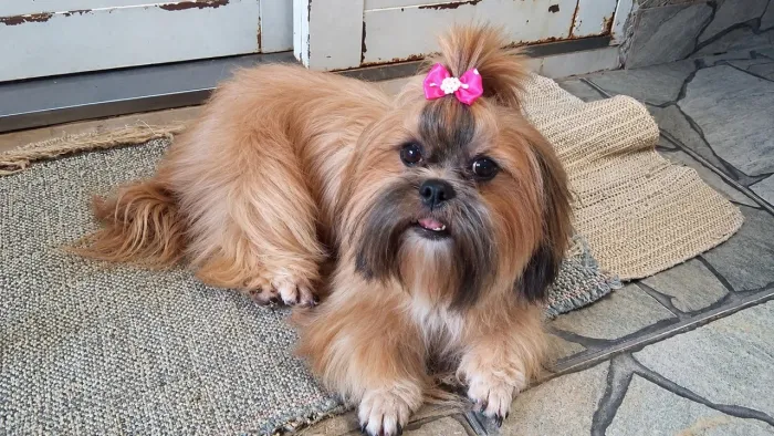 Reserva de Filhotes de Shihtzu