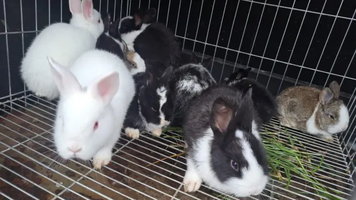 Torrando filhotes de coelhos ,com 2 meses , e temos com 4 meses também