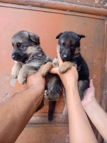 Capa preta originais valor 1.200 reais.