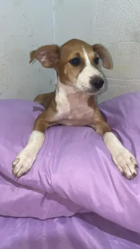Adoção responsável fêmea 4 meses