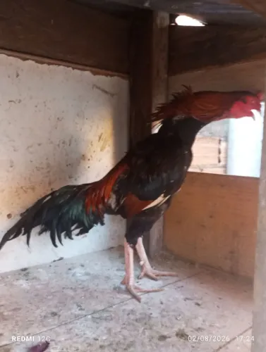 Galo índio.