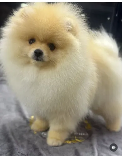 Luluzinho da Pomerânia anão