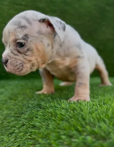 American bully fêmea