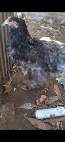 Galo e galinha brahma