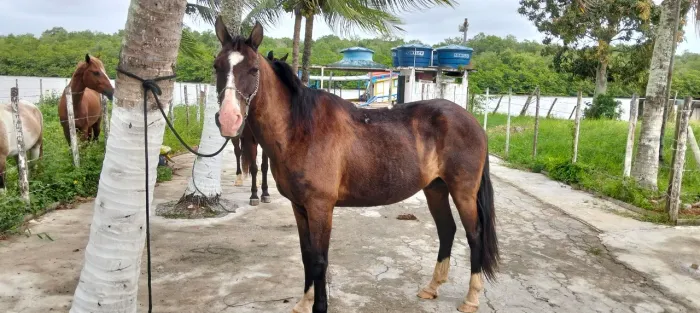 Cavalo castrado manso e ligeiro