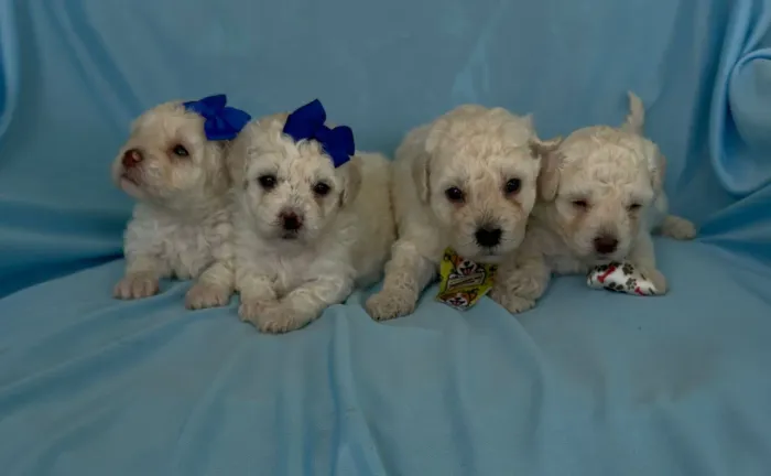 Poodle Toy - Nossos pequenos príncipes e princesas!