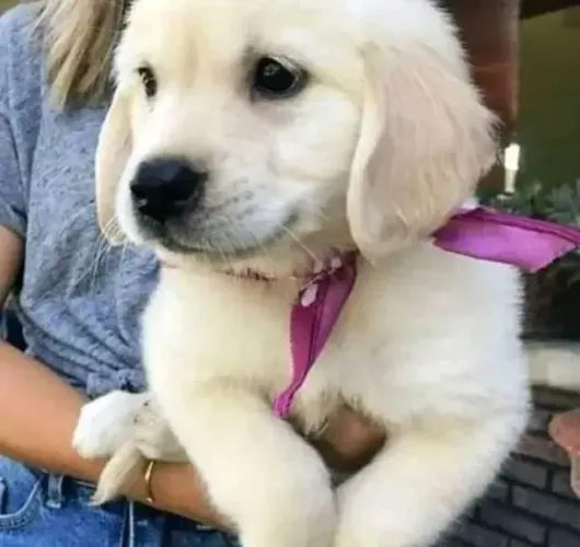 Filhotes de Golden retriever | Companheiros sempre prontos!