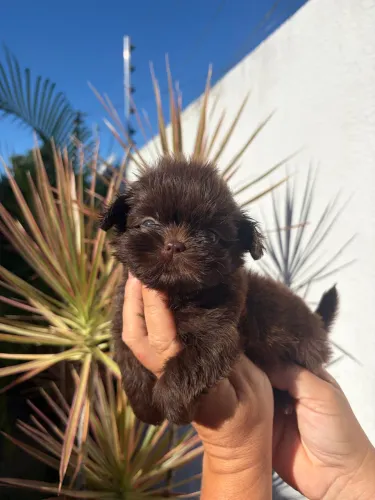 Casal de shih tzu chocolate 
