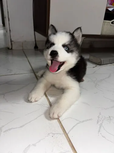 Husky siberiano filhote 