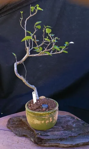 Bonsai amora produzindo