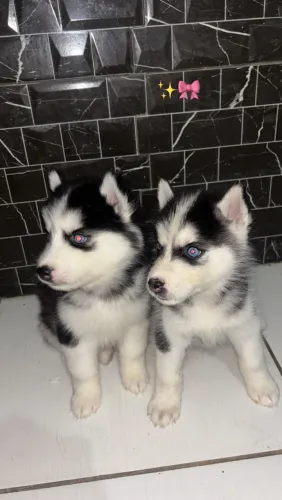 Filhotes de Rusk siberiano 1.000