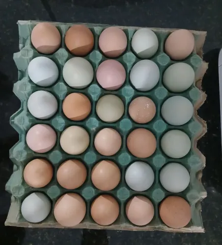 Ovos coloridos galinha GLC