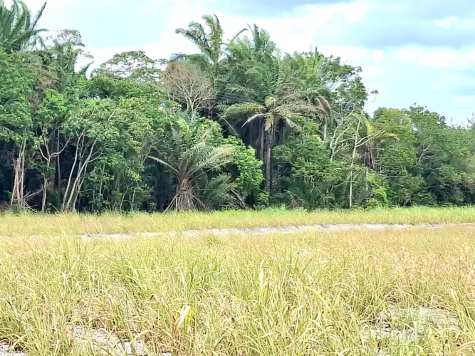 Vendo Sítio com 22 hectares em Alhandra