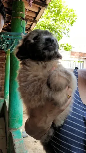 Poodle número 1 fêmea