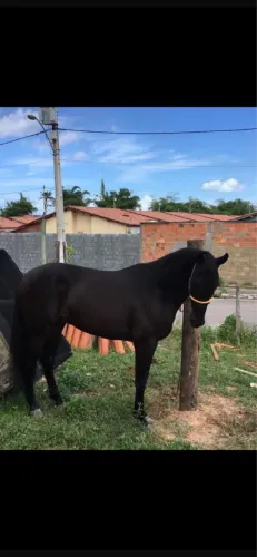 Cavalo