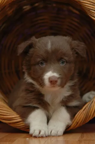 Border Collie filhote amor inteligente e cheio de carinho