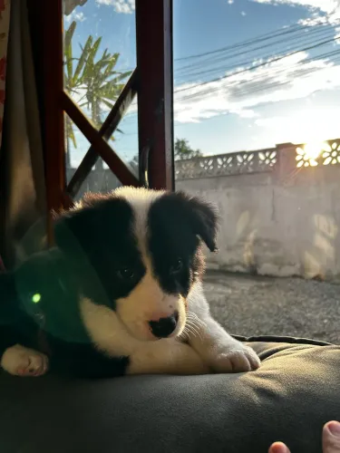 Último boder collie da ninhada machinho com quase 2meses 