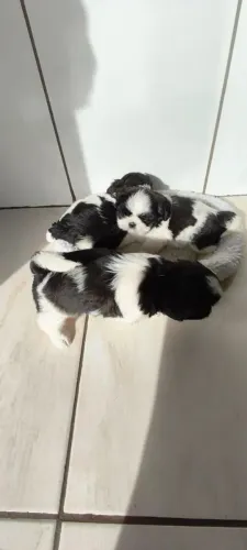 Shih Tzu O presente que vai virar membro da família