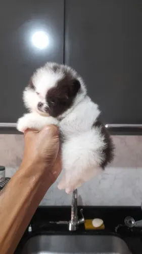 Lulu da pomerania 