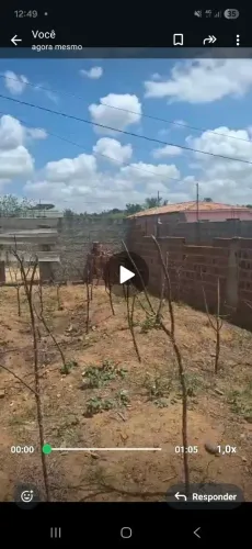 Semente venda