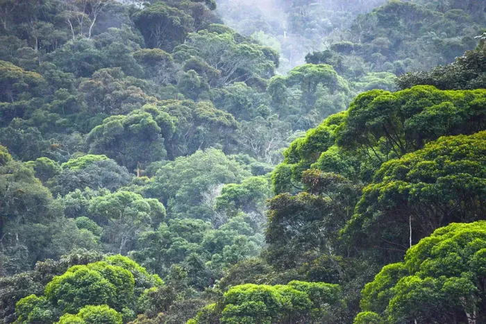 Fazendas/Áreas para Investimento em Credito de Carbono com Documentação 100% Completa.