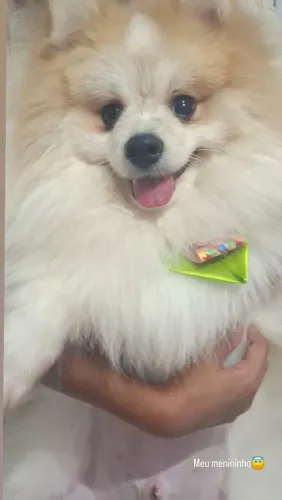 Vendo Spitz Alemão(lulu da Pomerânia 1 ano Macho. Todas as vacinas em dias