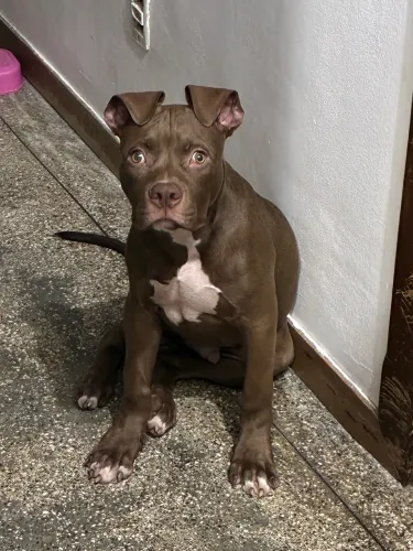 Pitbull monster