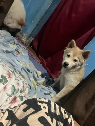 Husky siberiano