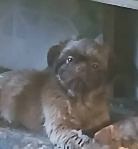 Shihtzu